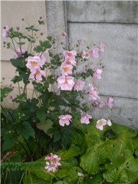 cc5f4044-Picture 6591.jpg